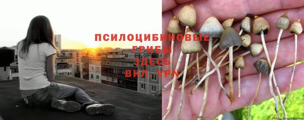 PSILOCYBIN Волосово